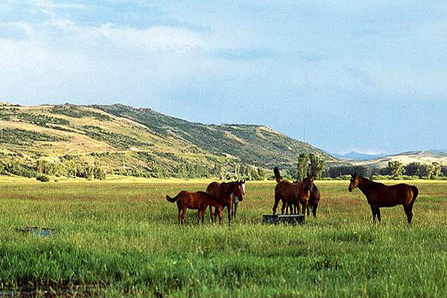 Kamas Horses