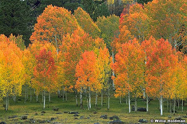 Aspens in Autumn