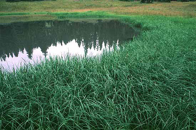 High Top Pond