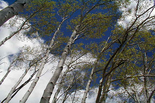 Aspen Grove