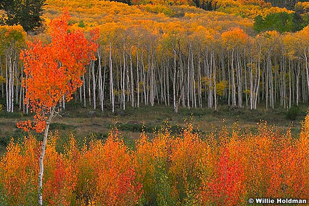 Autumn Aspens