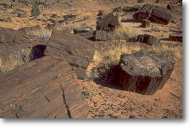 Petrified Wood