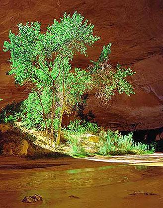 Coyote Gulch