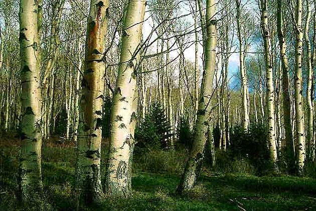 Aspen Forest