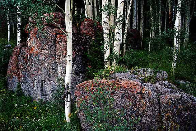 Aspen Grove