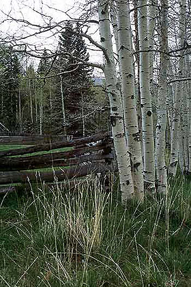 Aspen Stand