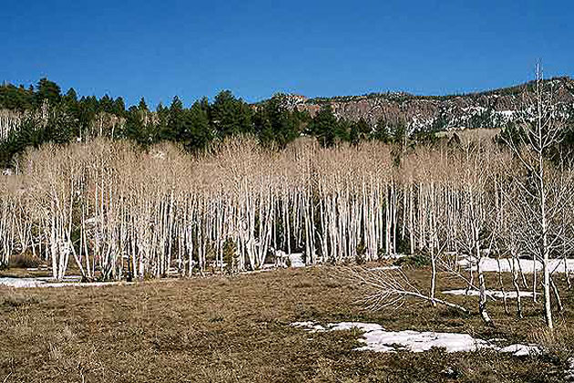 Aspen Stand