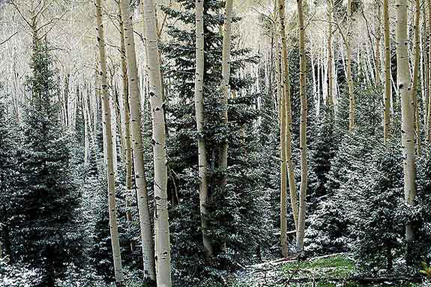 Snowy Trees