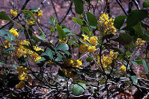 Desert Flowers