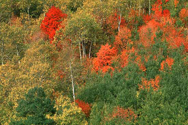 Fall Colors