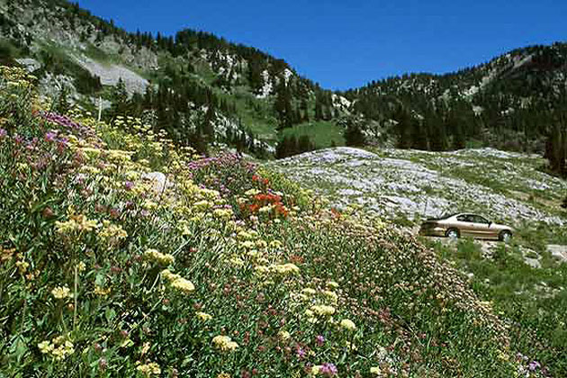 Wildflowers