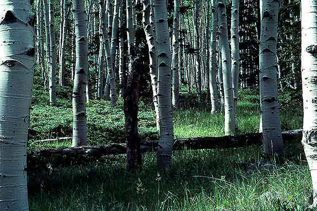 Vernal Aspens