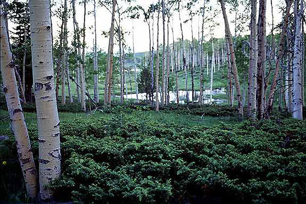 Vernal Aspens