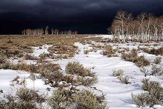 Snowy Field