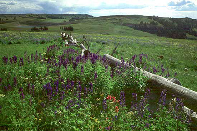 Wildflowers