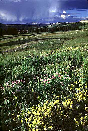 Manti Canyon Storm