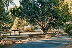 Watchman Campground