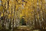 Aspens in the Abajo Mountains