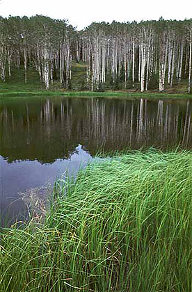 Willow Bottom Reservoir