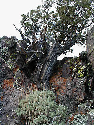 Tree growing out of Lava